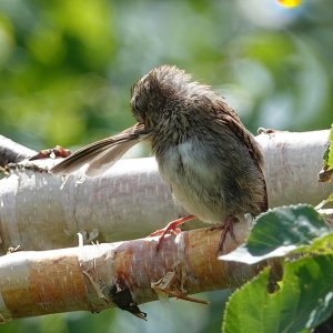 Spatz auf Birke