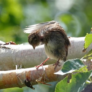 Spatz auf Birke