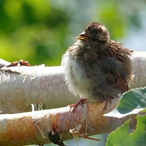 Spatz auf Birke