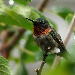 Hummingbird