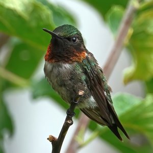 MaleHummingbird