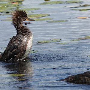 Merganser