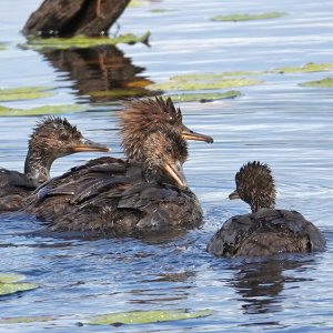 Merganser