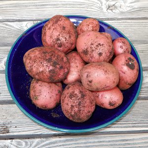 Red Potatoes