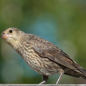 Brown-headed Cowbird