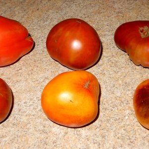 Tomaten