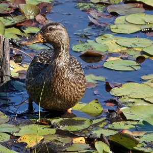 Mallard