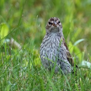 Chipping Sparrow