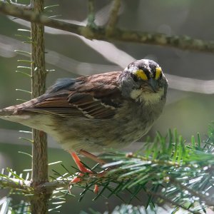 White-throated sparrow