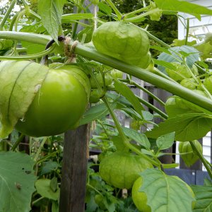 Tomatillo_68