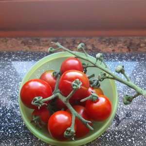 Tomaten 20.8.