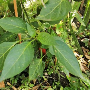 Jalapeno Giant