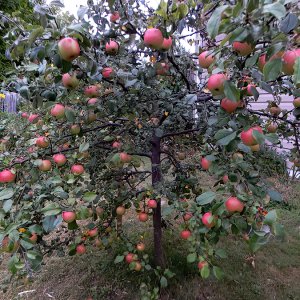 Haralson Apfel