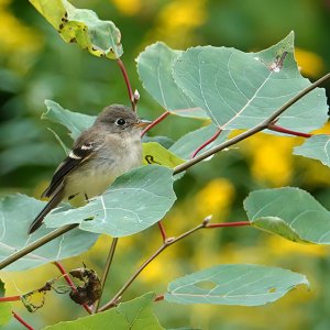 Flycatcher