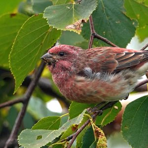 Purple Finch