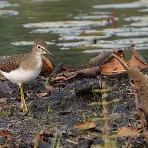 Einsamer Wasserlaeufer