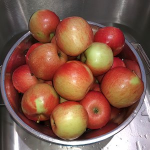 Haralson Apfel