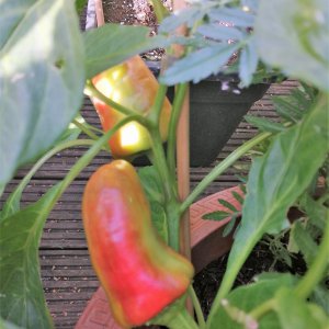 Russische Paprika