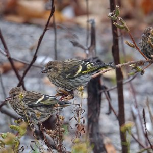 Pine Siskin