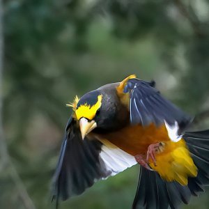 Evening Grosbeak