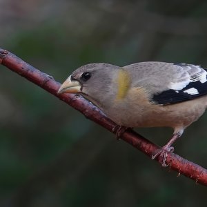 Evening Grosbeak