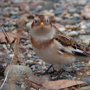 Snow Bunting