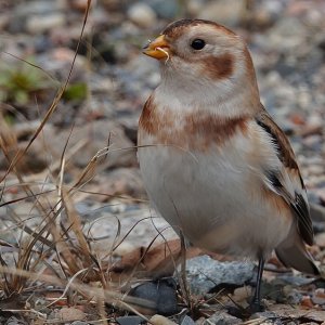 Snow Bunting