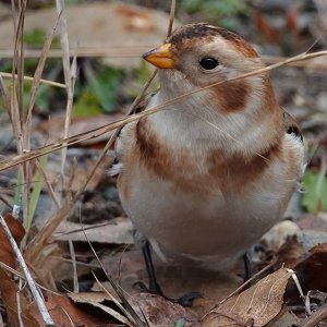 Snow Bunting