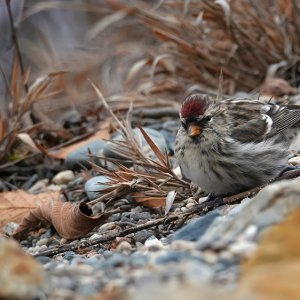 Redpoll