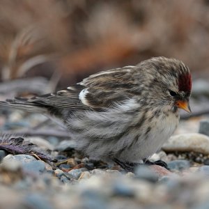 Redpoll