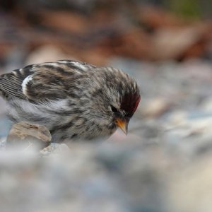 Redpoll