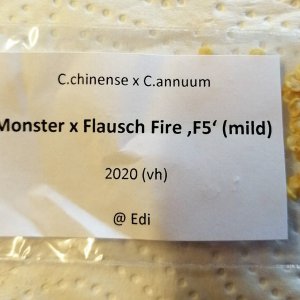 Monster x Flausch Fire F5 mild