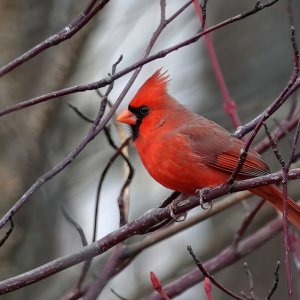 Northern Cardinal-Roter Kardinal