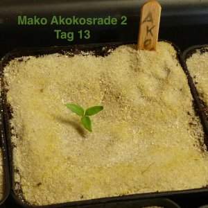 Mako Akokosrade 2 Tag 13.JPG