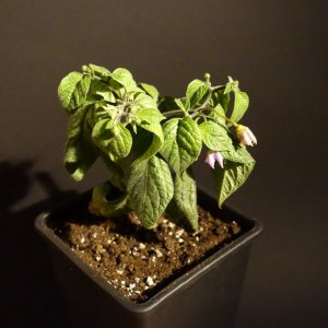 Rocoto P360