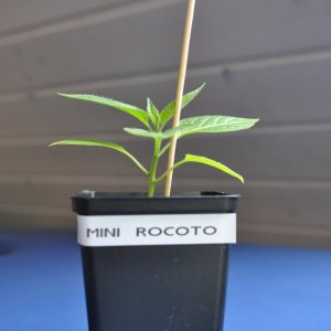 Mini Rocoto 2.jpg