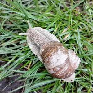 Weinbergschnecke