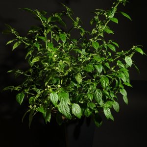 Aji Charapita