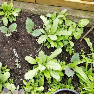 Mohn und blauer Kohlrabi