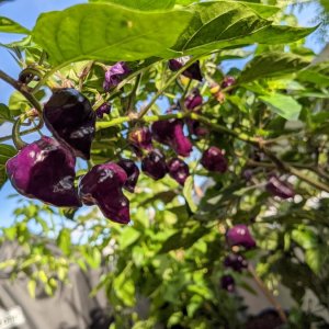 Purple Ufo - Früchte