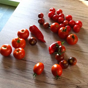 Ernte Tomaten+Chili.jpg