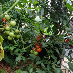 Tomaten vor der Ernte.jpg