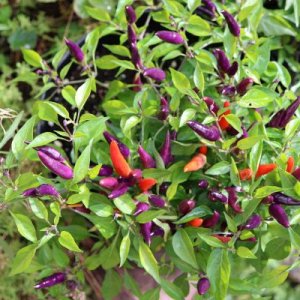 Thai Chili