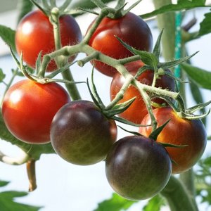 tomate 14.08.jpg
