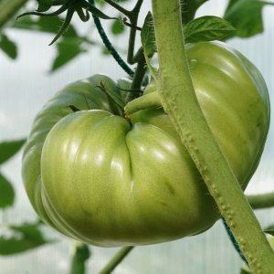 große Tomate (grün).jpg