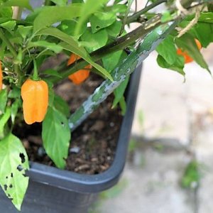 Reaper orange