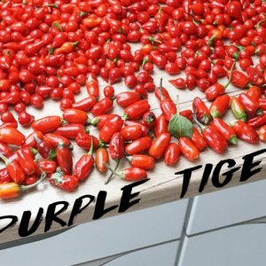 purple tiger ++.jpg