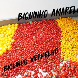 Biquinho`s.jpg