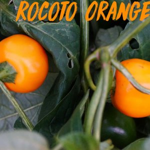 rocoto orange beeren.jpg