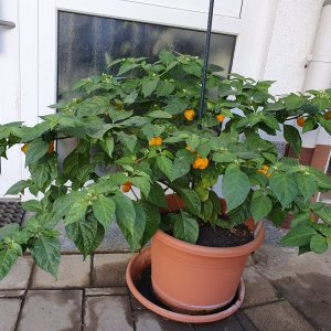 Aji Duice Amarillo